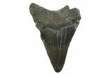 Bargain, Juvenile Megalodon Tooth - Georgia #338788-1
